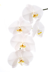 Canvas Print - Weiße Phalaenopsis