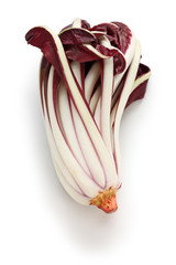 Wall Mural - radicchio rosso di treviso tardivo, italian red chicory isolated on white background