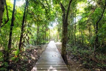  Wooden walkway on tropical rainforest