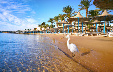 Wall Mural - Beautiful white heron stands on golden beach with palm trees, selective focus. Fantastic terrific dreamlike romantic landscape. Concept of an ideal beach exotic vacation. Egypt Hurghada.