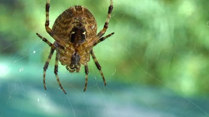 Spider hunting for prey