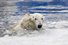 White Bear In The Sea (Ursus Maritimus), Swimming In The Ice. King Of The Arctic