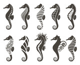 Fototapeta  - collection of seahorse on isolated white background