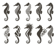 Collection Of Seahorse On Isolated White Background