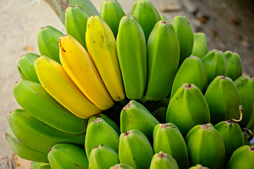 Organic banana ripe on banana tree at my garden.