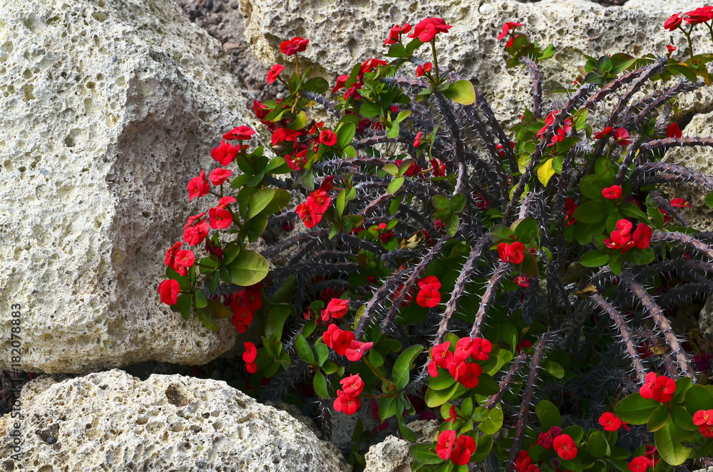 Photo Stock Euphorbia milii (Crown of thorns,Christ plant,Christ thorn)  growing in the garden on Tenerife,Canary Island,Spain.It is a flowering  plants native to Madagascar. | Adobe Stock