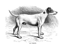 Illustration Of Purebred Dogs.
