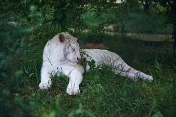 Wall Mural - White tiger albino resting in the grass at the zoo