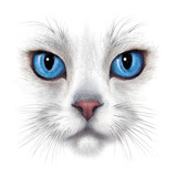 hand-drawing portrait of white cat