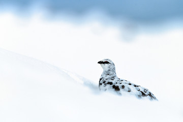 Wall Mural - Ptarmigan in snow in Scotland