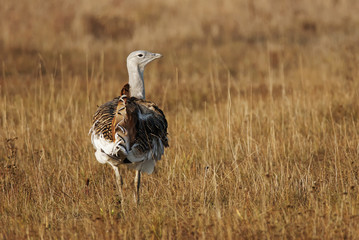 Wall Mural - great bustard, otis tarda, hungary, europe