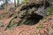 bear cave in forest