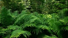 Bracken Leaves In A North Forest