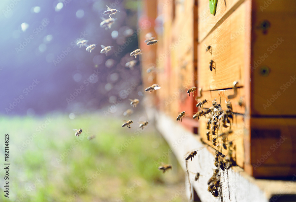 Bees flying around beehive. Beekeeping concept. - obrazy, fototapety, plakaty 