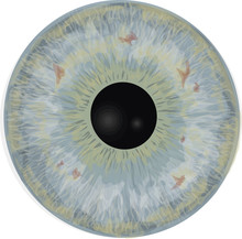 Eye Iris -  Realistic Vector  - Eye Iris Vector Texture - Light Blue