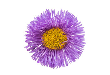 Wall Mural - lilac aster isolated