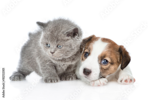 Cute Kitten With Puppy Jack Russell Isolated On White Background
