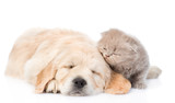 Fototapeta Psy - Tiny kitten with sleeping golden retriever puppy. isolated on white background