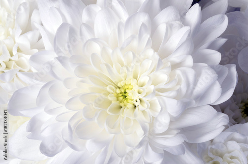 White flower background