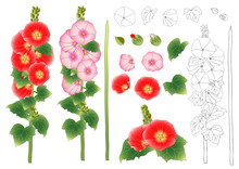 Alcea Rosea Outline  - Hollyhocks, Aoi In The Mallow Family Malvaceae.