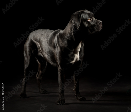 Portrait Of A Cane Corso Dog Breed On A Black Background Italian