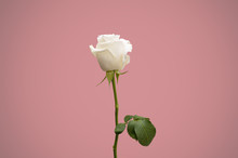 Single Rose On Colour Background Isolated, Front View