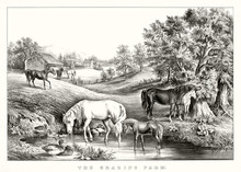 Horses Grazing And Drinking In Farmland. Ancient Bucolic Context And Wonderful Landscape. Old Illustration By Unidentified Author, Publ. In New York, 1867