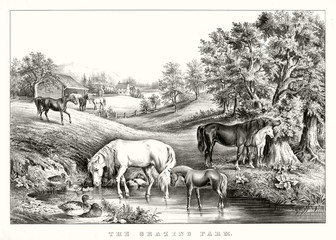 Wall Mural - Horses grazing and drinking in farmland. Ancient bucolic context and wonderful landscape. Old illustration by unidentified author, publ. in New York, 1867