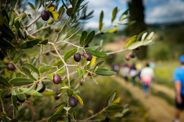 Riparbella, Livorno, Italy - October 05, 2017 - Olive branch in foregroyund and Hikers walk along the hills in Tuscany