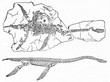 Plesiosaur fossil and restored skeleton. Old Illustration by unidentified author, published on Magasin Pittoresque, Paris, 1834