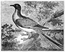 Bird On A Branch, Passenger Pigeon (Ectopistes Migratorius) Extinct Since 1914. Old Illustration By Unidentified Author, Published On Magasin Pittoresque, Paris, 1834