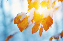 Yellow Leaves In Snow On Sun
