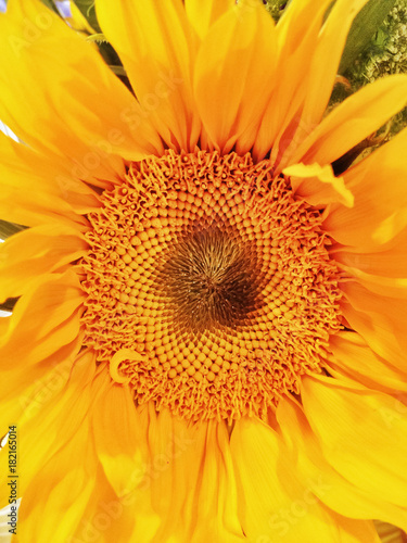 Zdjęcie XXL Zbliżenie słonecznika