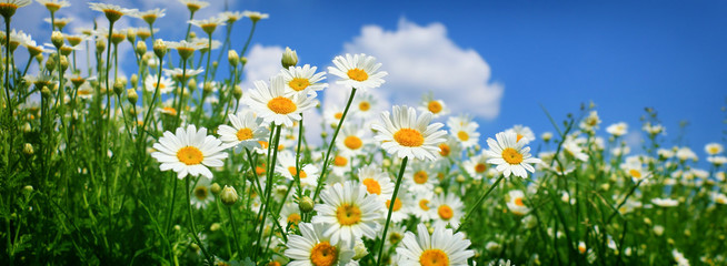 Fotomurales - daisy field closeup