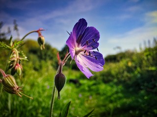 Poster - Wild Summer Flower