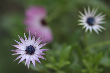 Canvas Print - flor