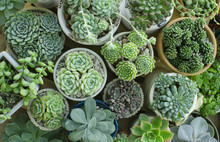 Various Of Houseplant Flowering Succulent Plant Pots Background Top View