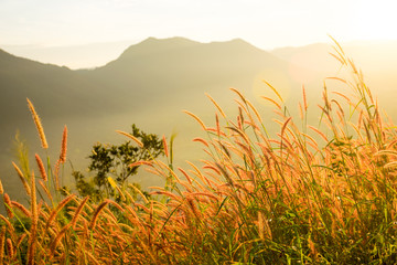 Grass and sunshine of the mountain background.