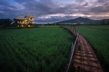 Wall Mural - green rice field in nan province, thailand