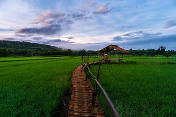 Wall Mural - green rice field in nan province, thailand