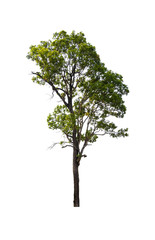 tree isolated on the white background.