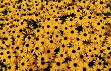 Black Eyed Susan Yellow Flowers Background Looking Down Aerial View