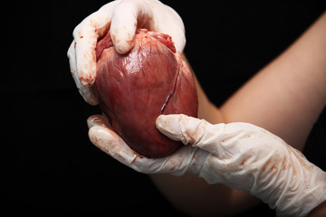 abstract organ transplantation. A human heart in woman's hand. Saving lives hopelessly sick. Complex surgical operations. International crime. Assassins in white coats. isolated on black background