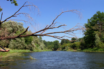 The branches of a dry tree hung over the water of the river.