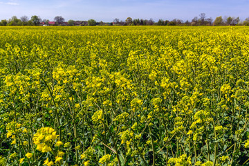 Poster - Yellow rapseed field in West Pomerania region of Poland