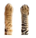 cats paw on white background