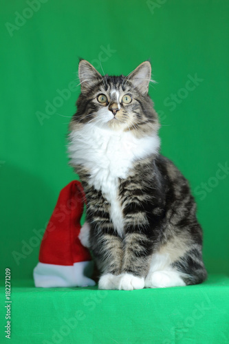Un Chaton Maine Coon De Couleur Gris Tigre Avec Un Cou Blanc Et Un Regard Fier Et Majestueux En Position Assis A Cote D Un Bonnet De Noel Sur Fond Vert Stock Photo Un Chaton Maine Coon De Couleur Gris Tigre Avec Un Cou Blanc Et Un Regard Fier Et Majestueux En Position Assis A Cote D Un Bonnet De Noel Sur Fond Vert Stock Photo
