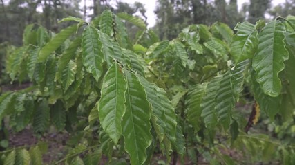 Wall Mural - the leaves of coffee closeup on coffee bushes