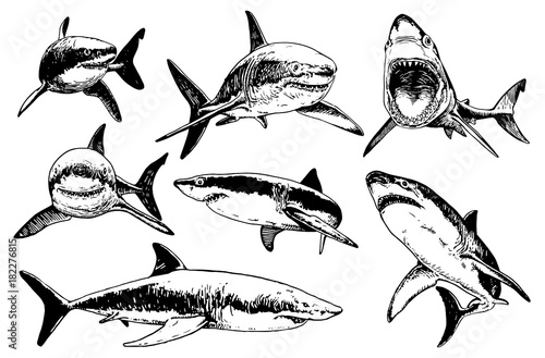 Cuadros en Lienzo Graphical set of sharks isolated on white background, vector illustration