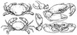 Crab set drawing on white background, Hand drawn outline seafood vector illustration, Set of crab, menu, design, restaurant